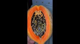 Mother shocked to find her papaya is sprouting new fruits