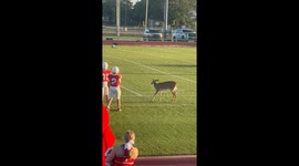 Deer Visits Football Field During Game