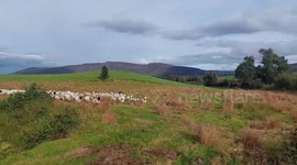 Sheepdog Leaps Into Muddy Gully