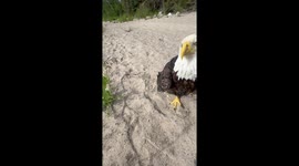 Making Friends With an Eagle