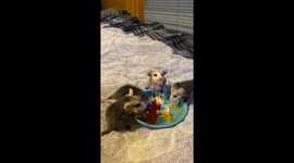 Baby Opossums Have a Fruit Party