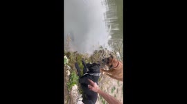Fish Flops Out of Pond