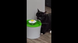 Cat Drinks Via Bluetooth