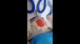 My Dog is a Bone-Afide Medical Professional