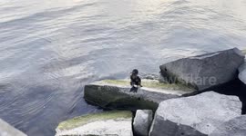 filmed this video on lake with unknown bird