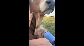 Gentle Bull and Boy Become Best Friends