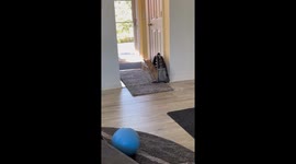 Orange Cat Tries To Escape Open Bubble Bag