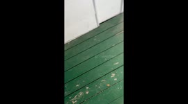 Dog Needs Help Getting Out Of Gate