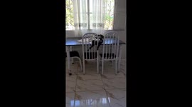 Cat Doing His Skincare on the Kitchen Table