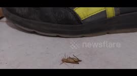 Cricket on its back trying to turn over. Urban wildlife of the Caribbean. French island of Martinique, Caribbean, Antilles, France, 1 October 2025