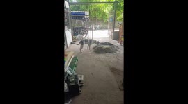 Dog surprises owners by helping with cement mixing
