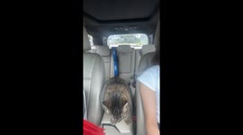Cat enjoys road trip with owner in car