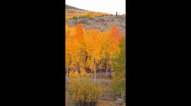 Autumn foliage paints the hills of Utah, USA