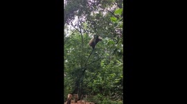 Playful panda falls from tree at zoo in Sichuan, China