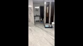 Bernese Mountain Dog walks adorably in shoes in Zhejiang, China
