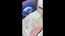 Horned frog resists being disturbed in glass enclosure in Liaoning, China