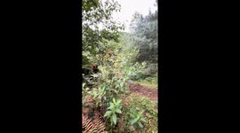 Motocross rider loses control on hill in Yunnan, China