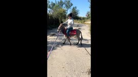 Donkey riding mishap in Beijing, China