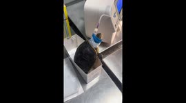 Turtle receives veterinary treatment in Jiangsu, China