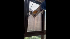 Playful cockatiel tosses socks from hanger in Sichuan, China