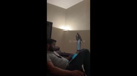 Cockatiels interrupt gaming session in Landorthe, France