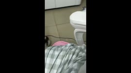 Scottish Fold cat startled by prank in Guangdong, China
