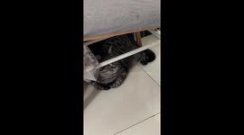 Tabby cat hisses then snorts like a pig in Beijing, China