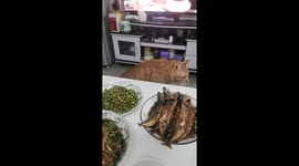 Orange tabby cat steals fish from dinner table in Jiangxi, China