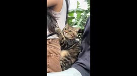 Adorable tabby cat rides scooter in Guangdong, China