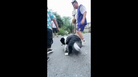 Playful Border Collie chases ball game in Heilongjiang, China