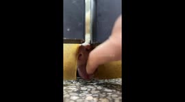 Playful dog pokes nose through hole in Zhejiang, China