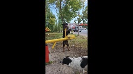 Playful Rottweiler enjoys seesaw fun in Heilongjiang, China