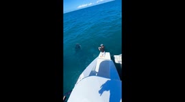 Humpback whales surround boat in Ilhabela, Brazil