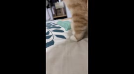 Cat opens and closes paw cutely in Beijing, China
