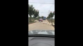 Geese block traffic while crossing road in Anhui, China