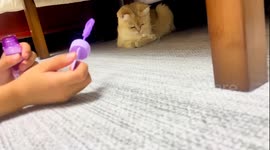Cat plays with soap bubble in Shandong, China