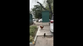 Curious puppy scared off by chicken in Shanxi, China