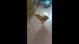 Budgerigar rides on chicken’s back in Guangdong, China