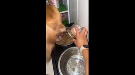 Eager dog rushes to eat in Yunnan, China