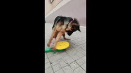 German Shepherd spins exercise equipment in Shanxi, China