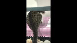 Cat struggles to scratch head in Liaoning, China