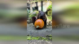 Beaver friends Chip and Hudson tuck into a pumpkin