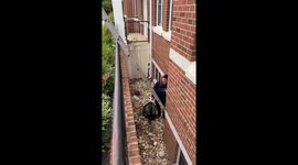 Firefighters and Animal Services Rescue Kitten from Window Well