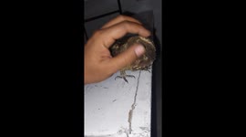 Tiny Owl's First Flight: A Heartwarming Moment You Can't Miss!