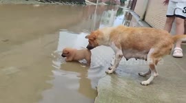 Protective mother dog drags puppy away from waterlogged street