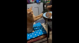 Cat tries to snatch cooked tilapia off plate as owners watch