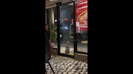 Kind customer feeds hungry stray dog outside fast-food outlet