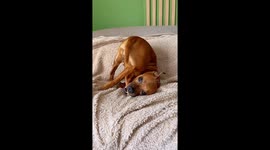 Staffy Pup Chews Leg