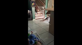 Dog Drags Herself Across Living Room