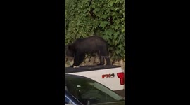 Bear Finds Fishing Bait in Pickup